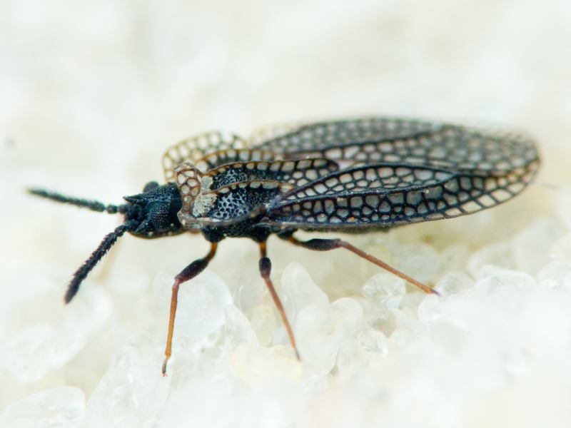 Kalama tricornis (Schrank, 1801)